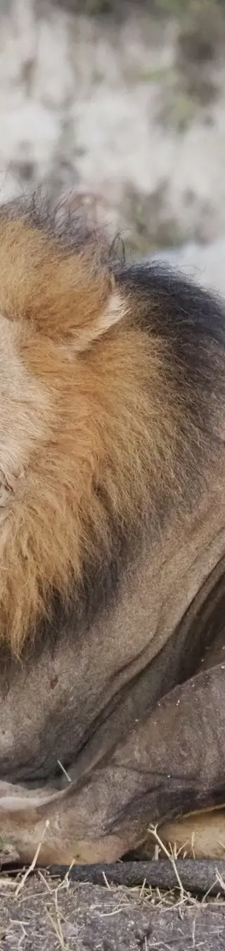 Stolzer Löwe.